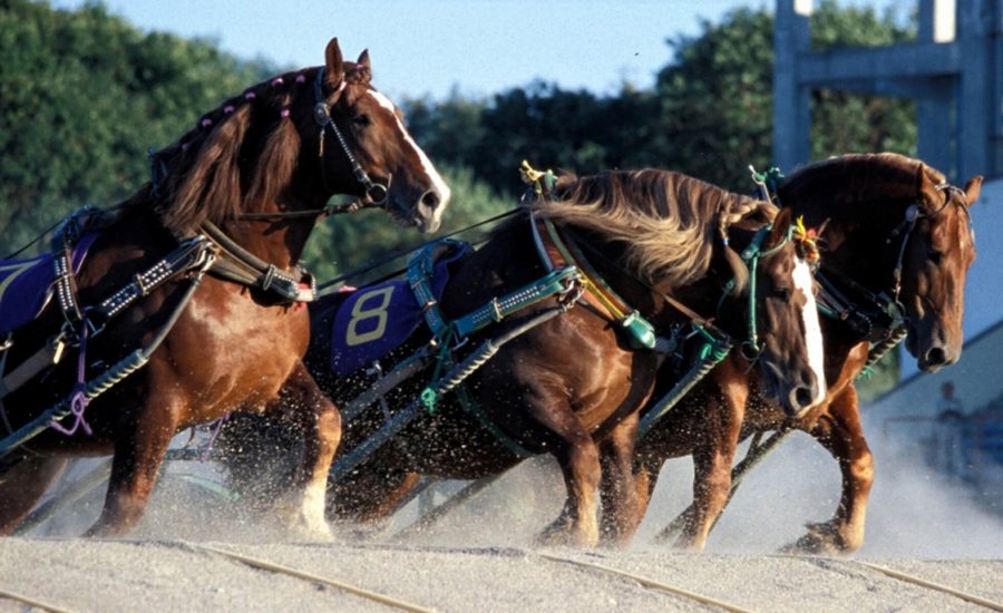 贏馬必備知識 | 最準賽馬貼士及獨家買馬攻略公開，附優質外圍馬網！